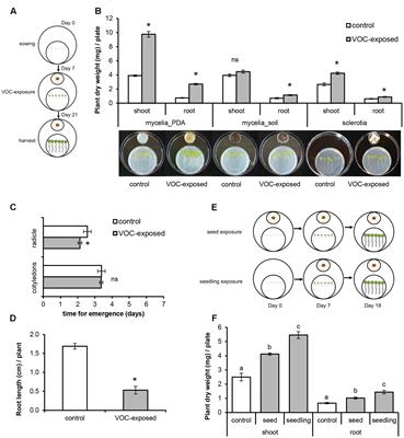 Plant Phenotypic and Transcriptional Changes Induced by Volatiles from the Fungal Root Pathogen <mark class="highlighted">Rhizoctonia solani</mark>